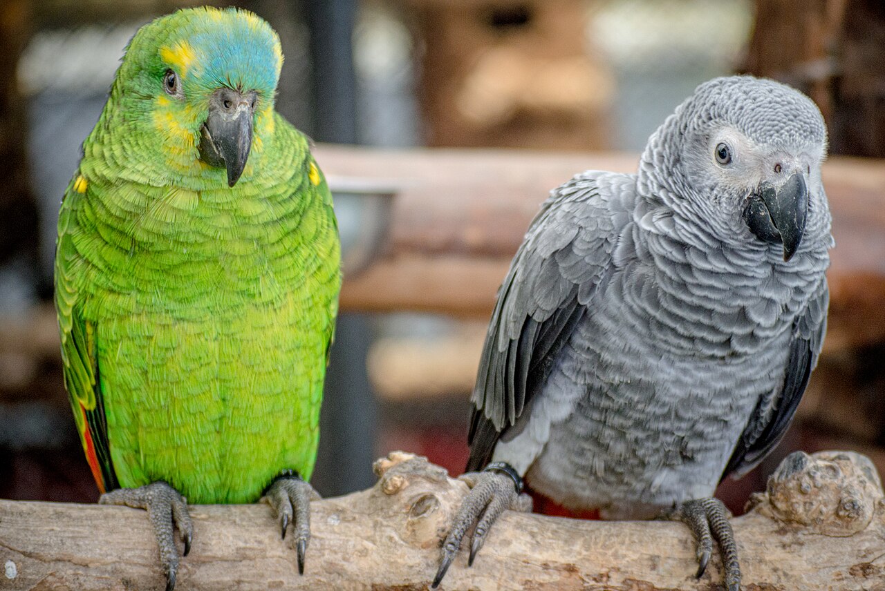 Amazon parrot