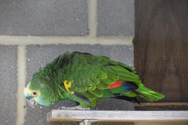 Amazon parrot