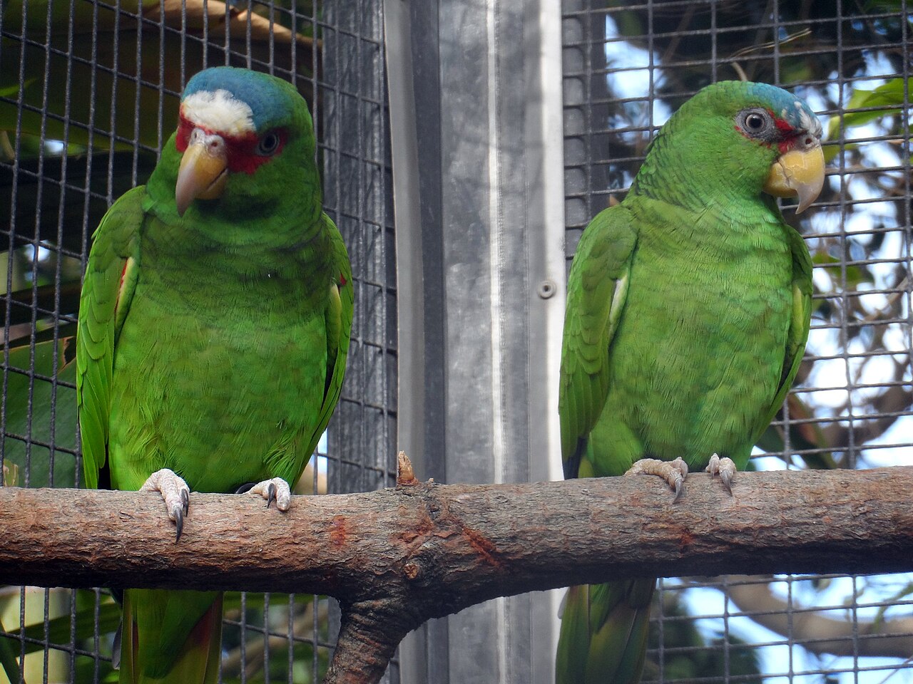 Amazon parrot