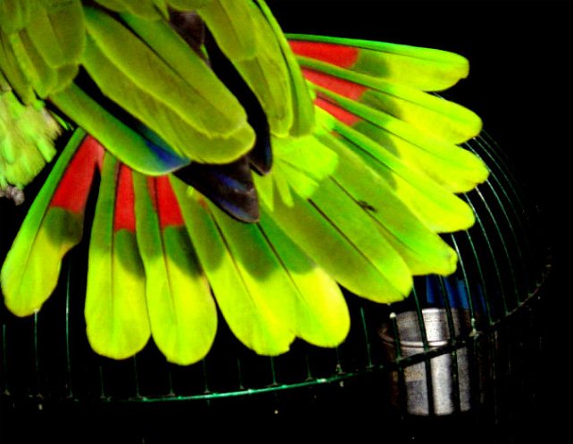 Amazon parrot