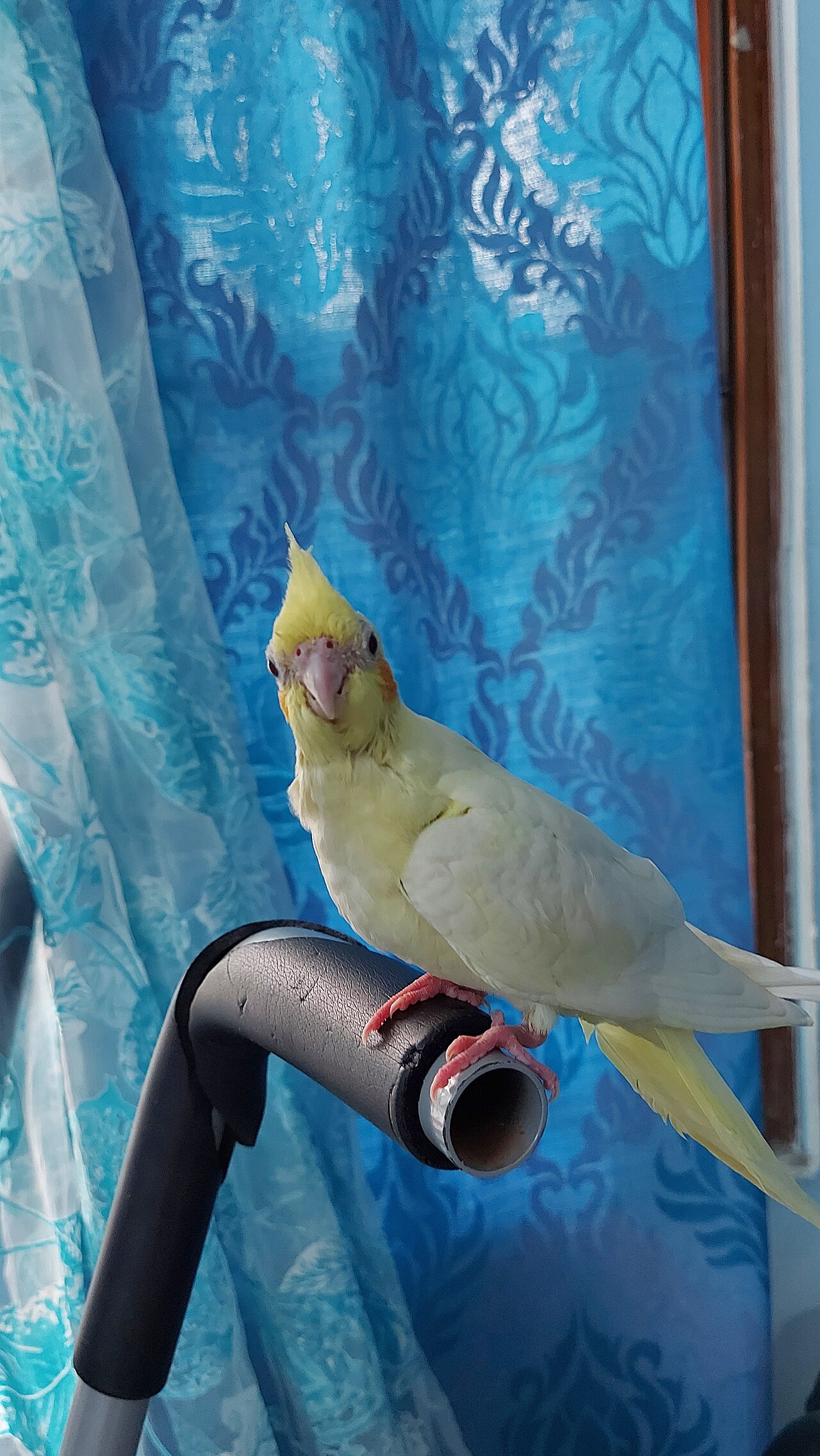 Cockatiel