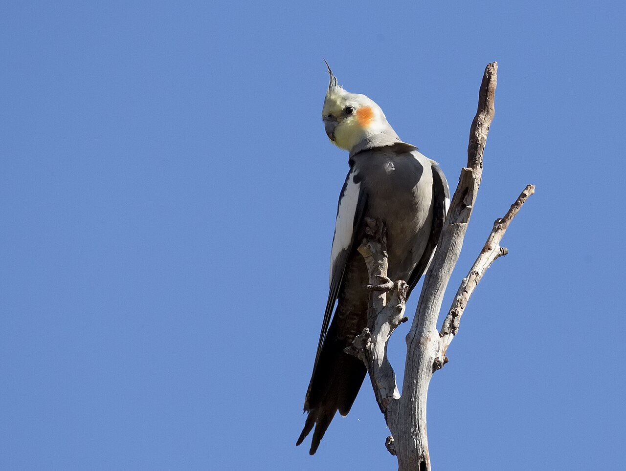 Cockatiel