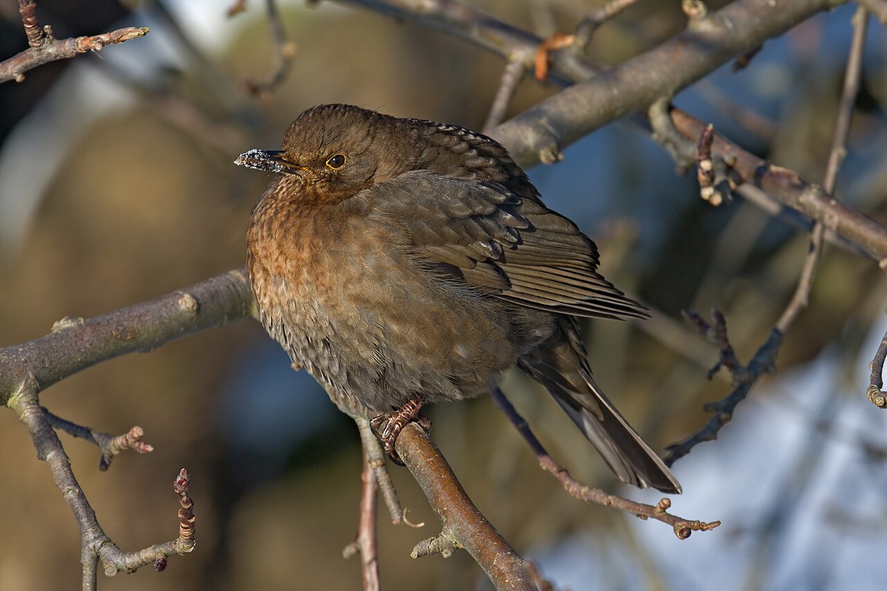 Common blackbird