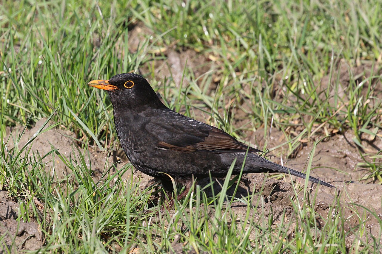 Common blackbird