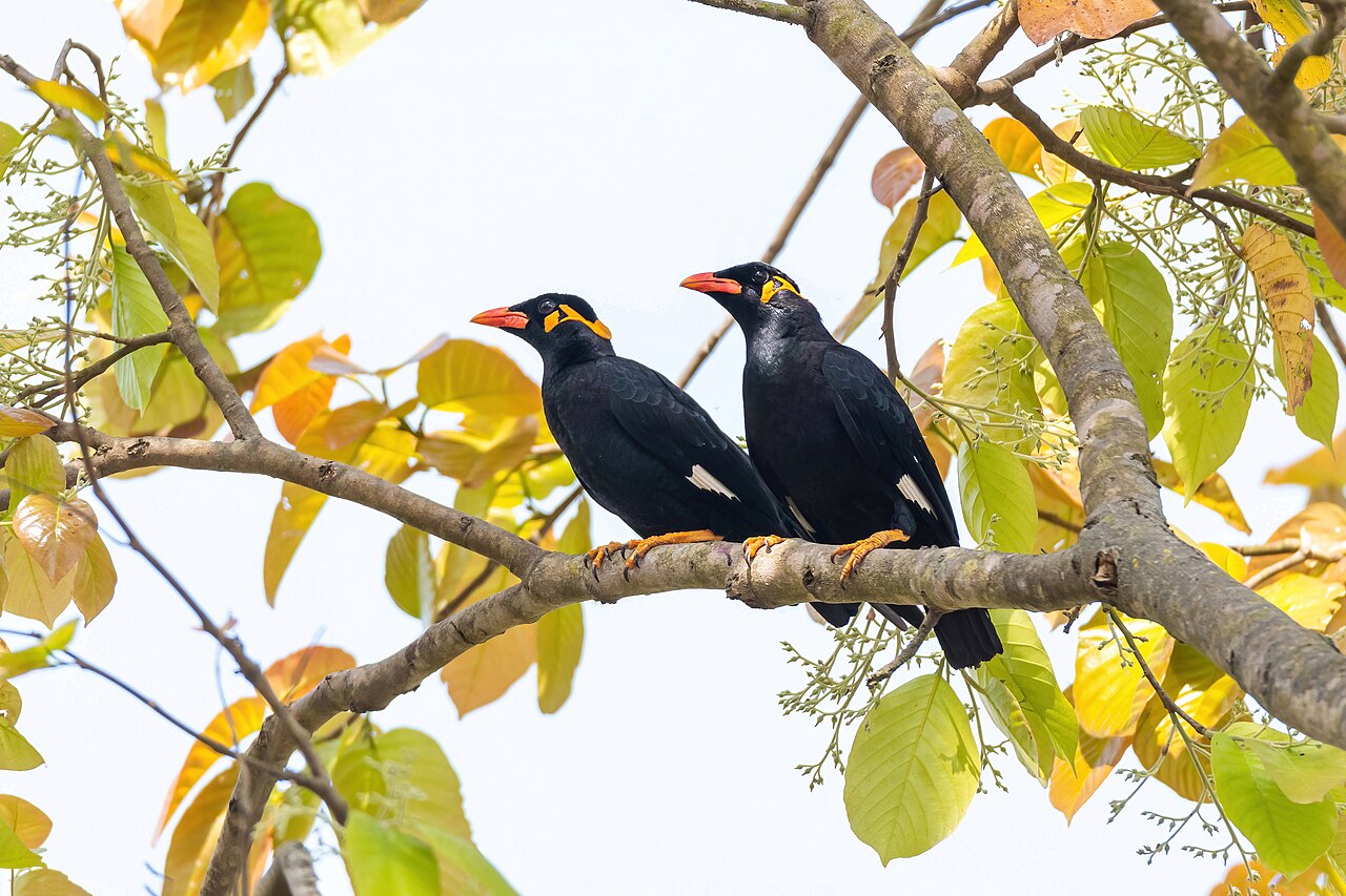 Common hill myna