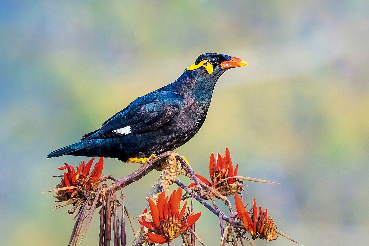 Common hill myna