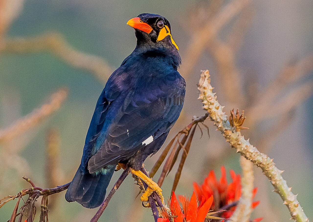 Common hill myna