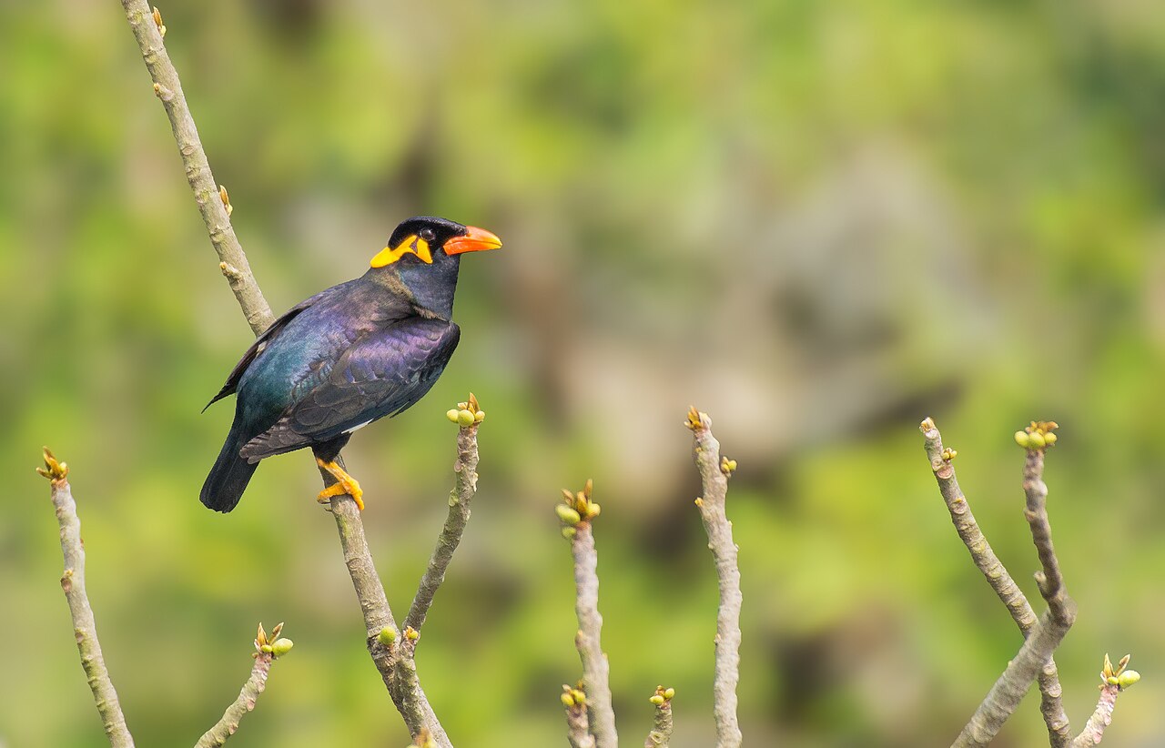 Common hill myna