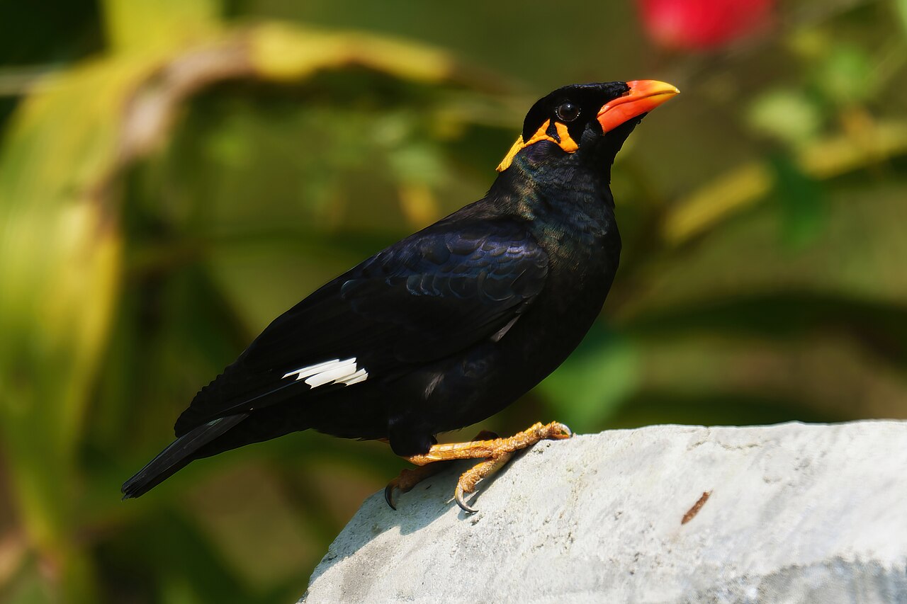Common hill myna