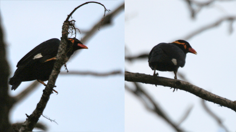 Common hill myna