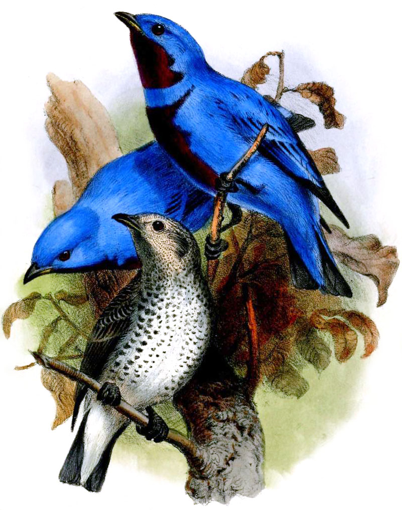 Cotinga