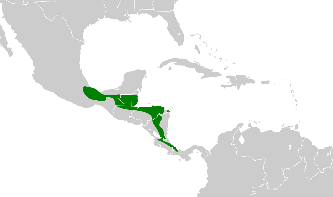 Cotinga