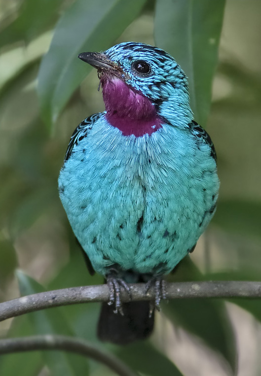 Cotinga