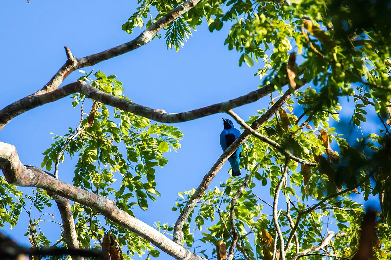 Cotinga